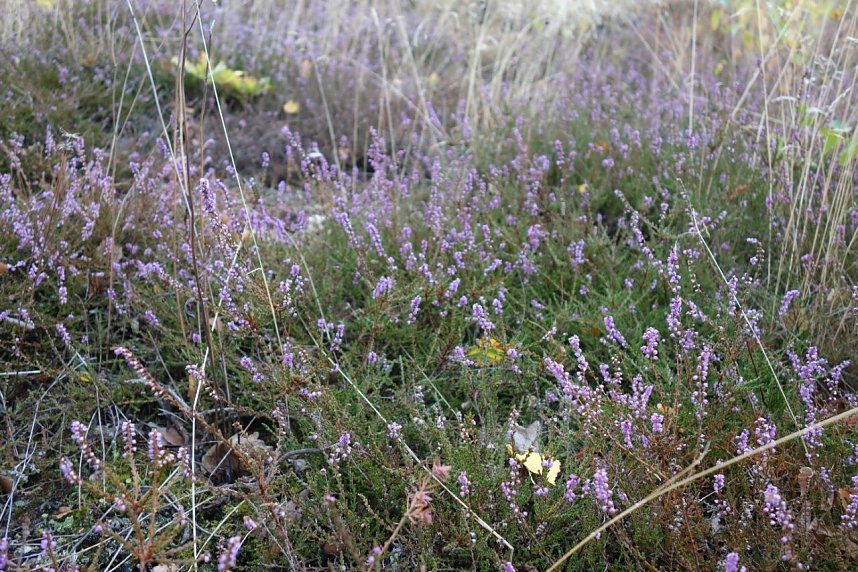  Heidekraut nach der Pflege am Heidemaul bei Auleben