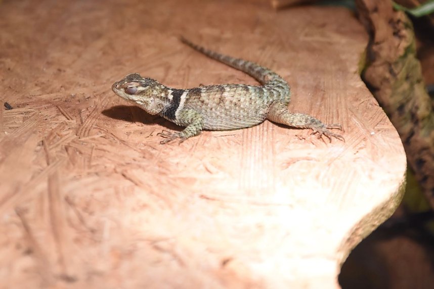 Reptilien Ausstellung