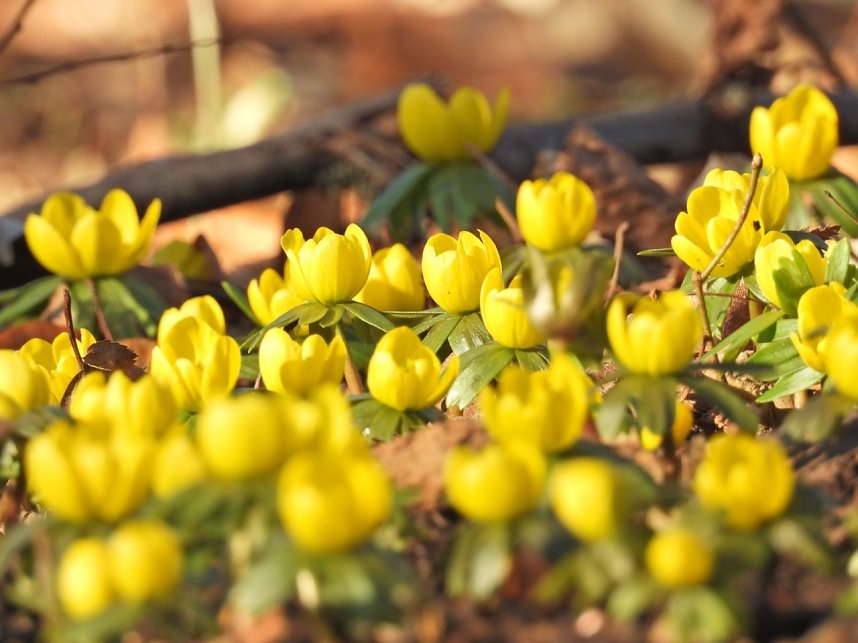 Fr&uuml;hbl&uuml;her im Park Hohenrode