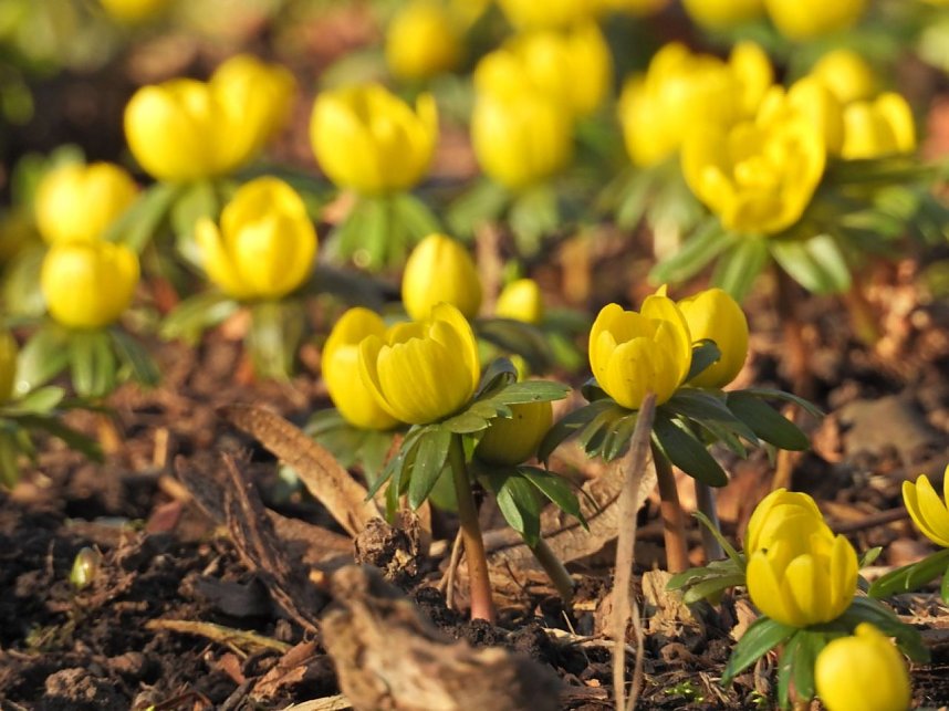 Fr&uuml;hbl&uuml;her im Park Hohenrode