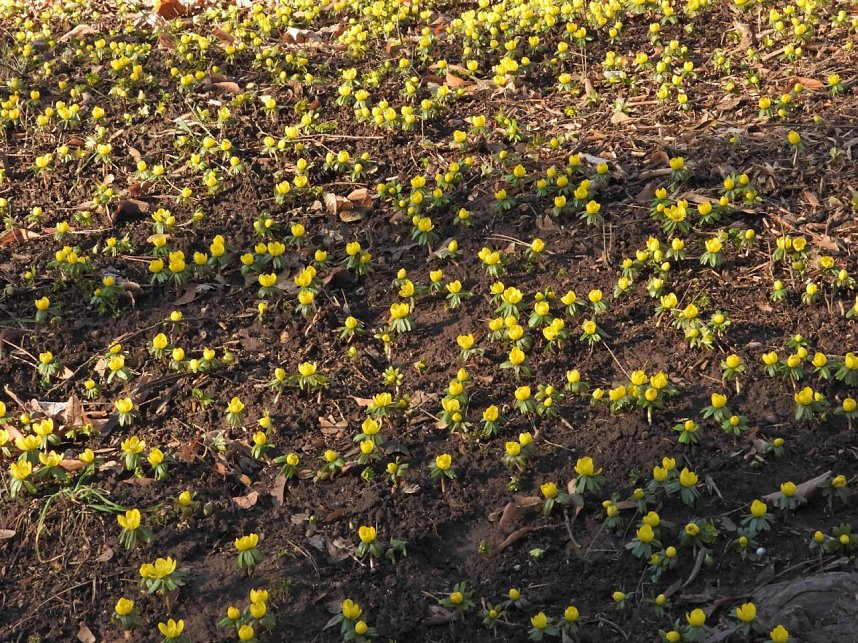 Fr&uuml;hbl&uuml;her im Park Hohenrode