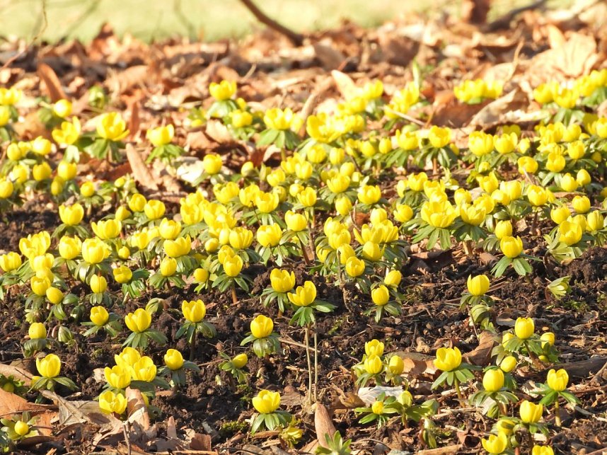 Fr&uuml;hbl&uuml;her im Park Hohenrode