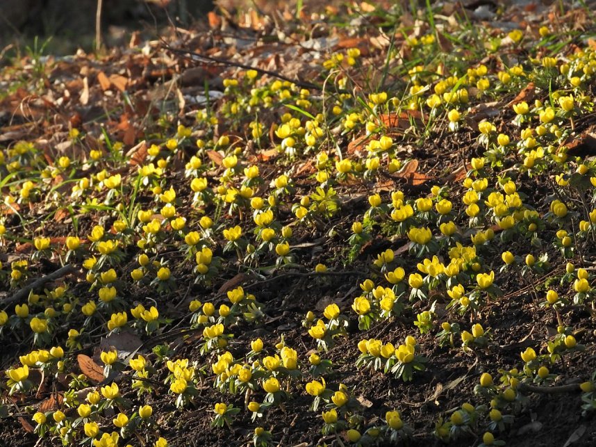 Fr&uuml;hbl&uuml;her im Park Hohenrode