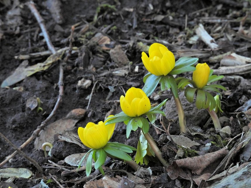 Fr&uuml;hbl&uuml;her im Park Hohenrode