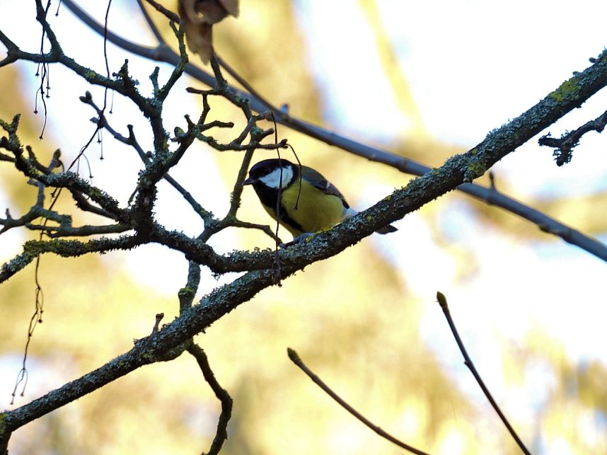 Fr&uuml;hbl&uuml;her im Park Hohenrode