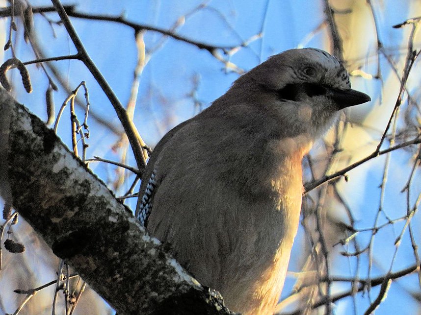 Fr&uuml;hbl&uuml;her im Park Hohenrode