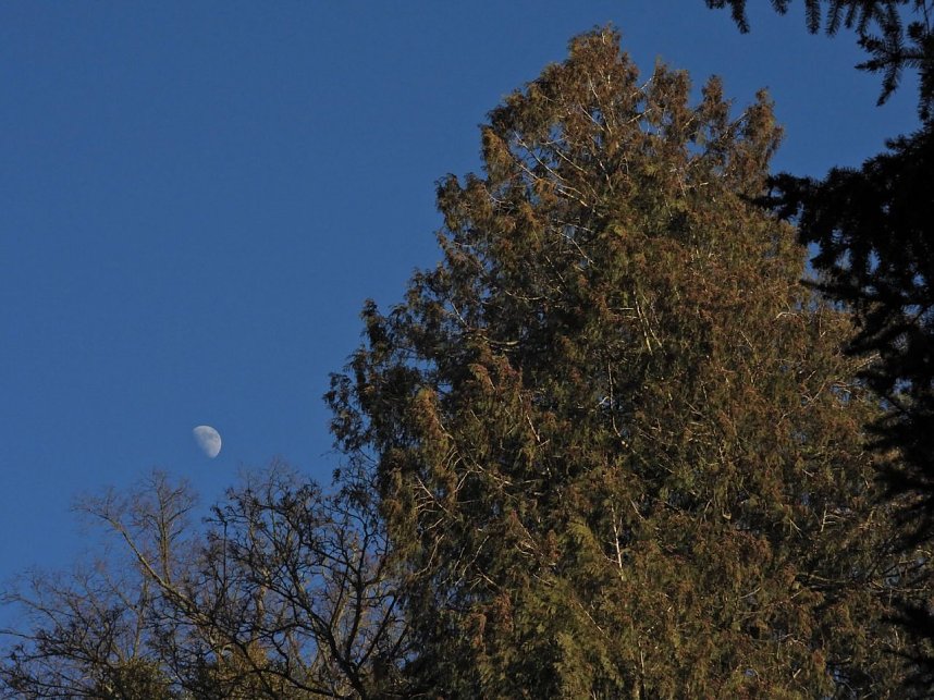 Fr&uuml;hbl&uuml;her im Park Hohenrode