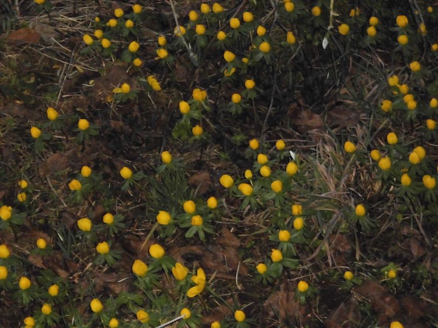 Die Natur vor unserer T&uuml;r