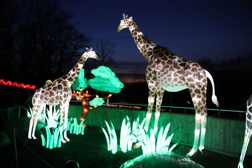 Lichtershow im Bergzoo Halle