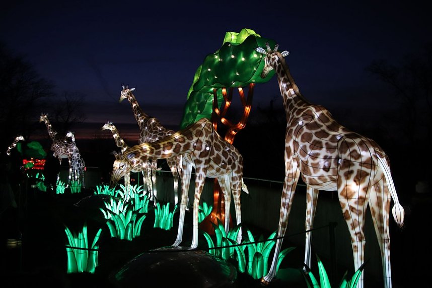 Lichtershow im Bergzoo Halle