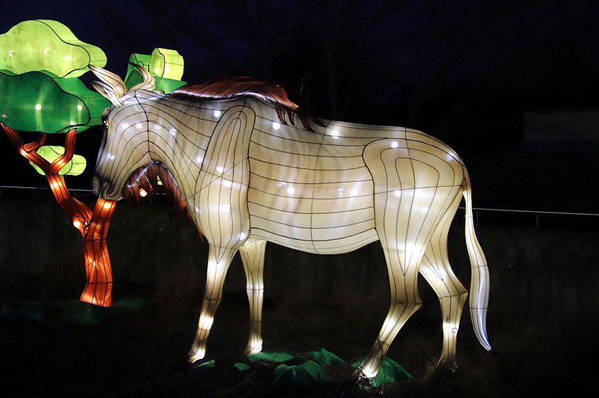 Lichtershow im Bergzoo Halle