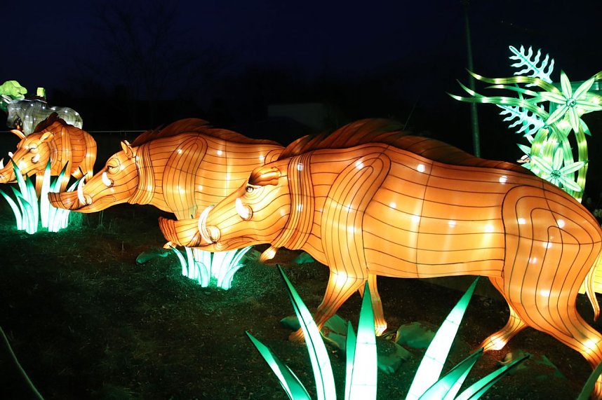 Lichtershow im Bergzoo Halle