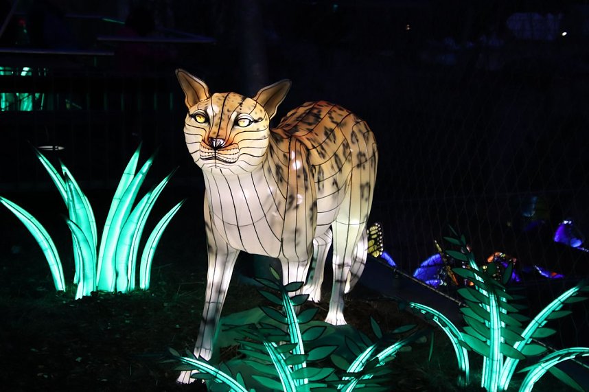 Lichtershow im Bergzoo Halle