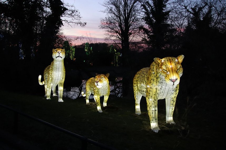 Lichtershow im Bergzoo Halle