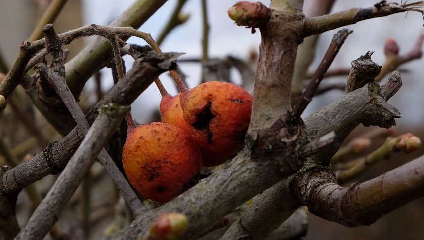 Der Sieger steht fest.