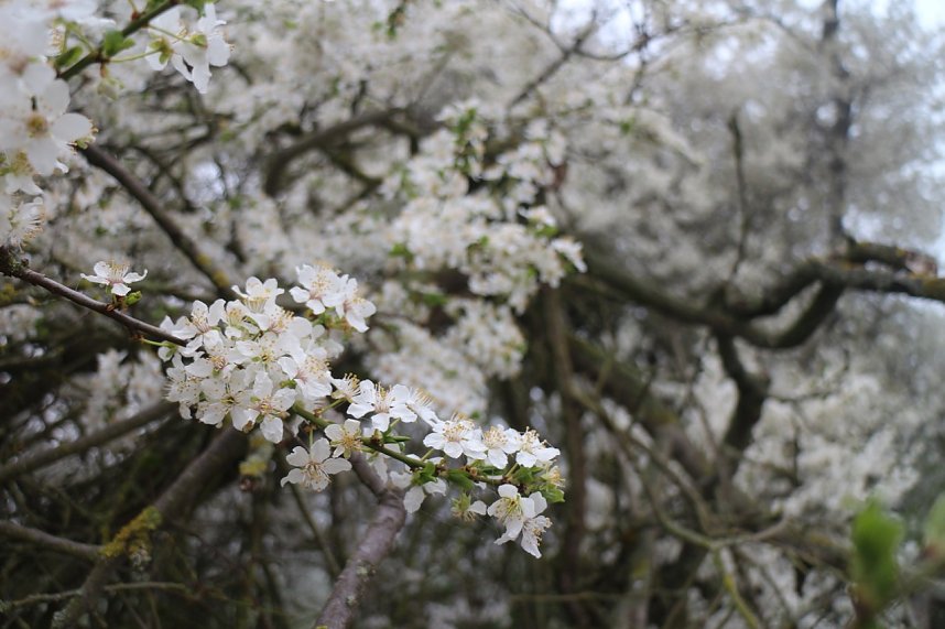 Fr&uuml;hjahrswanderung bei Auleben