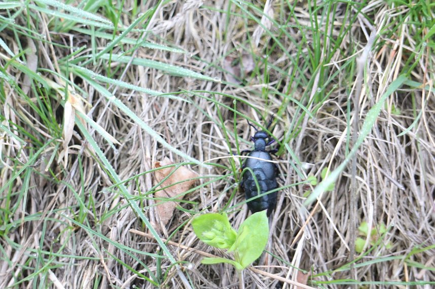 Fr&uuml;hjahrswanderung bei Auleben