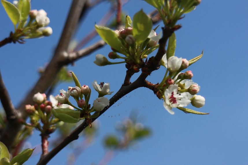 Fr&uuml;hjahrswanderung bei Auleben