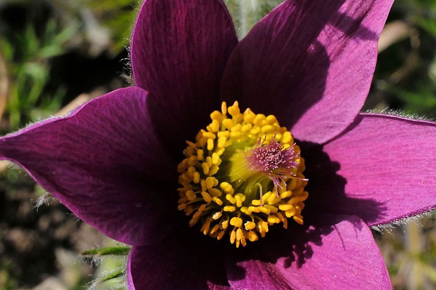 Bl&uuml;tenpracht auf dem Petersberg