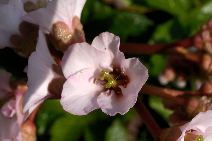 Bl&uuml;tenpracht auf dem Petersberg