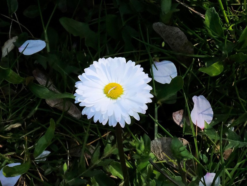 Bl&uuml;tenpracht auf dem Petersberg