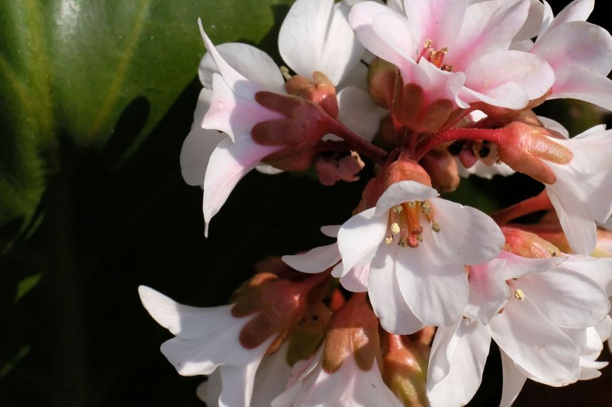 Bl&uuml;tenpracht auf dem Petersberg