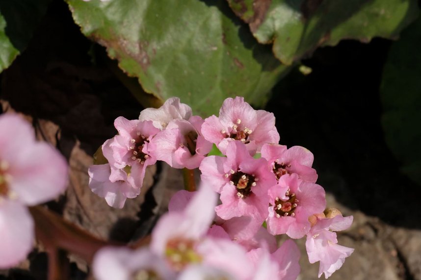 Bl&uuml;tenpracht auf dem Petersberg