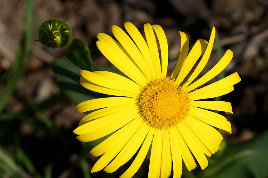 Bl&uuml;tenpracht auf dem Petersberg