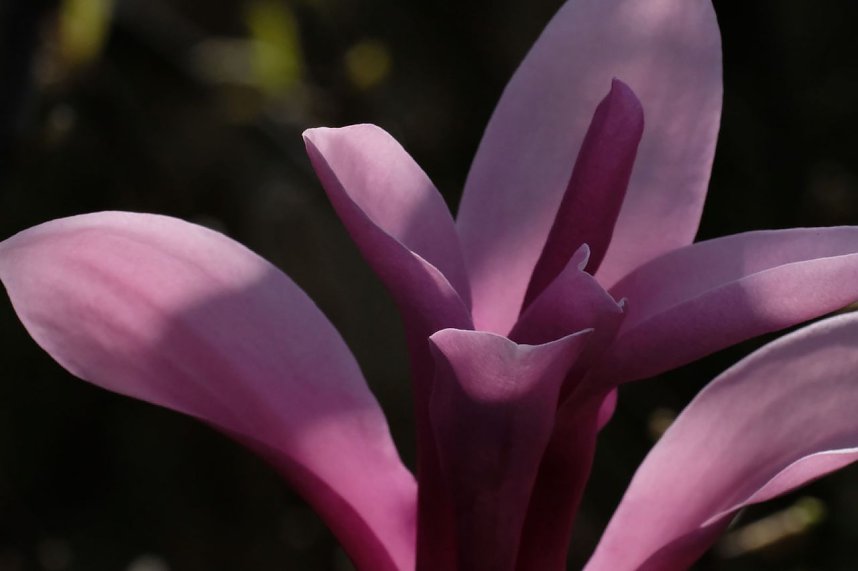 Bl&uuml;tenpracht auf dem Petersberg