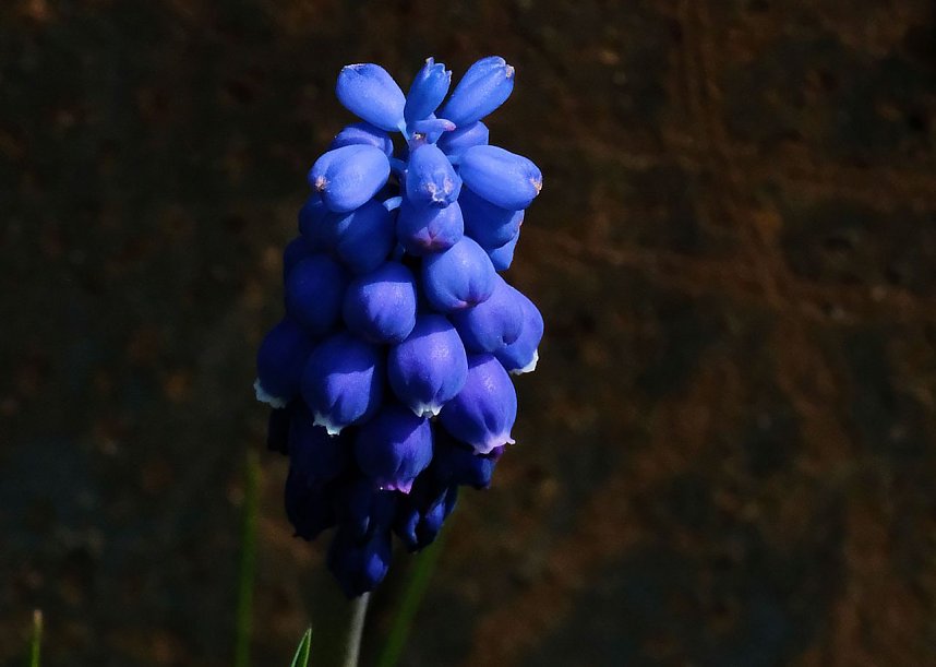 Bl&uuml;tenpracht auf dem Petersberg