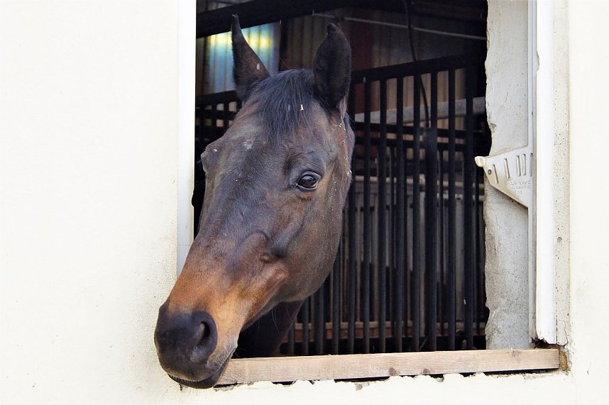 3. Hallenmeisterschaft Springreiten