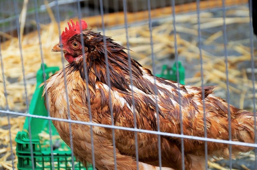 1. Echter Nordh&auml;user Ostermarkt