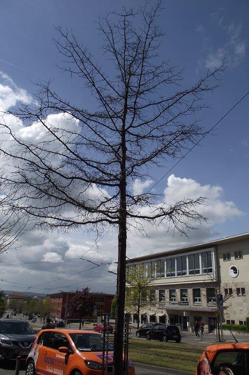 Die Auswirkungen des Hitze-Sommers 2018 sind auch im Stadtgebiet allgegenw&auml;rtig
