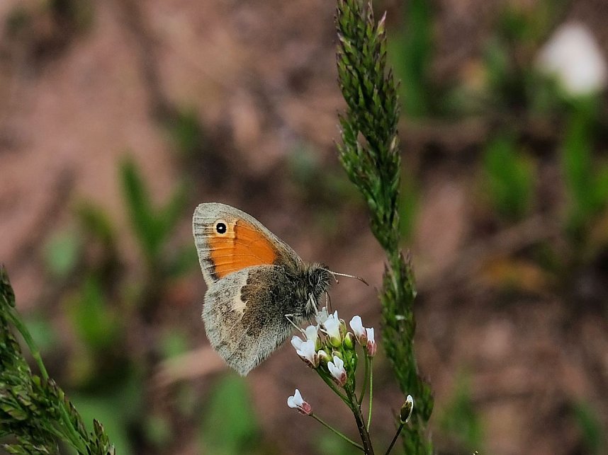 Peter Blei unterwegs in Neustadt