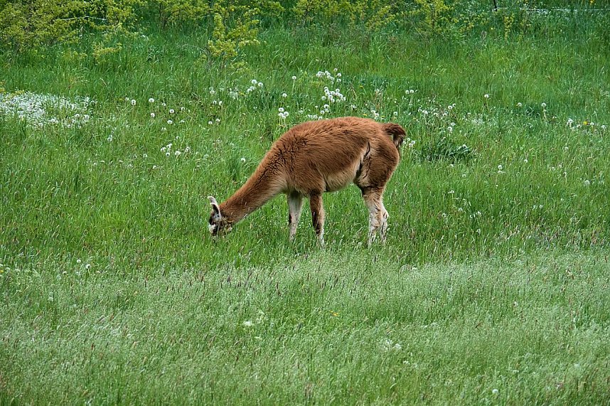 Peter Blei unterwegs in Neustadt