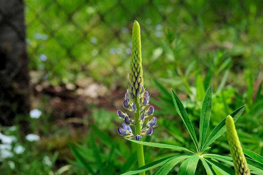 Peter Blei unterwegs in Neustadt