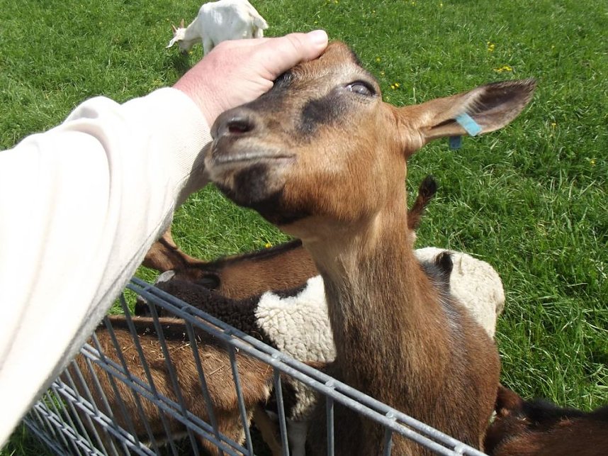 WB4 besuchte Sophienhof und die Ziegenalm