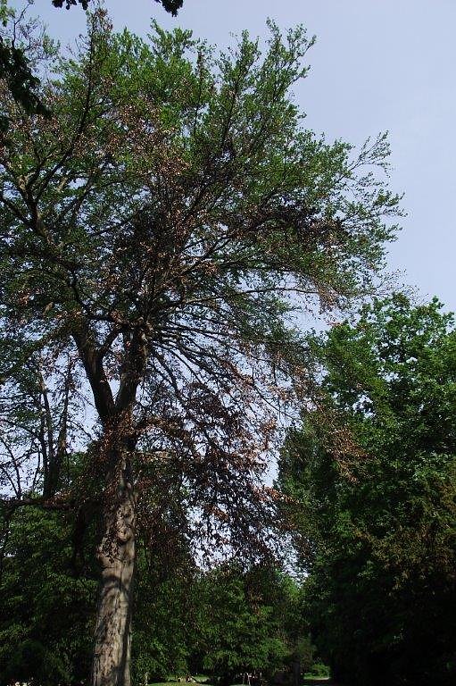 Im Stadtpark sterben B&auml;ume