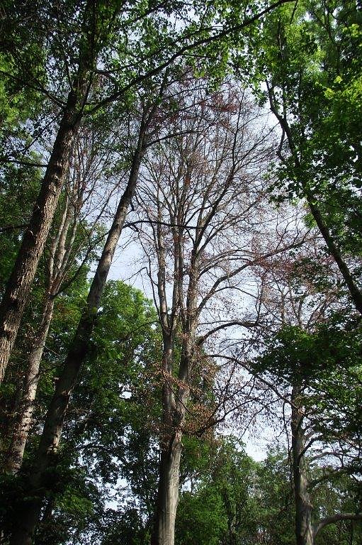 Im Stadtpark sterben B&auml;ume