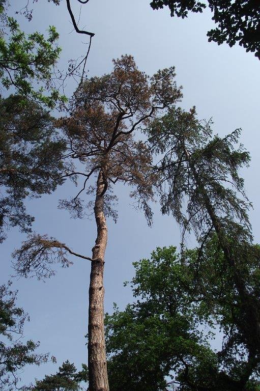 Im Stadtpark sterben B&auml;ume