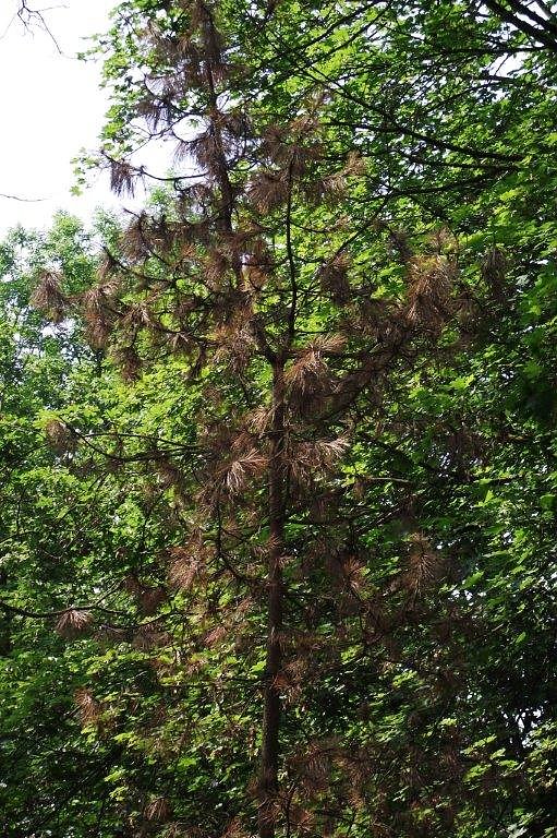Im Stadtpark sterben B&auml;ume