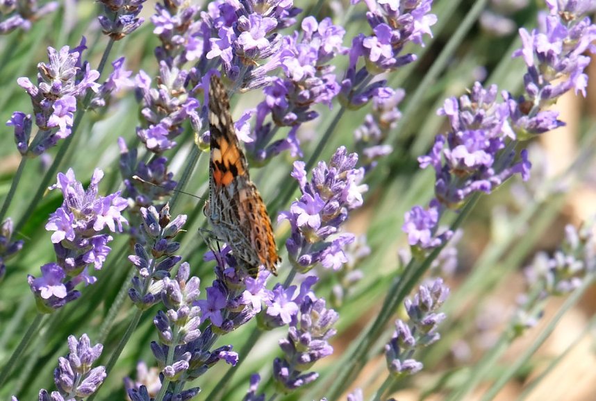 Farbenpracht und Schmetterlinge