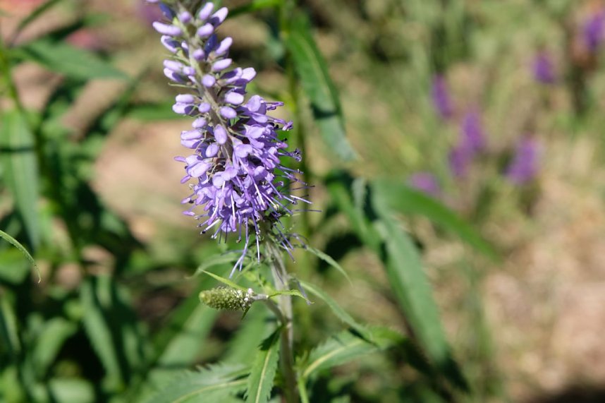 Farbenpracht und Schmetterlinge