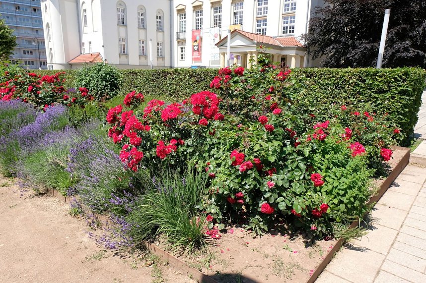 Farbenpracht und Schmetterlinge