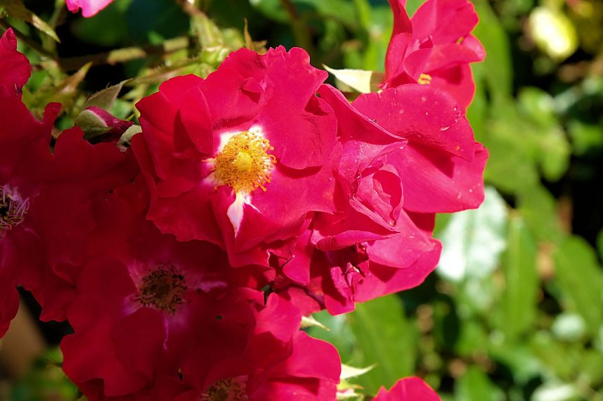 Farbenpracht und Schmetterlinge