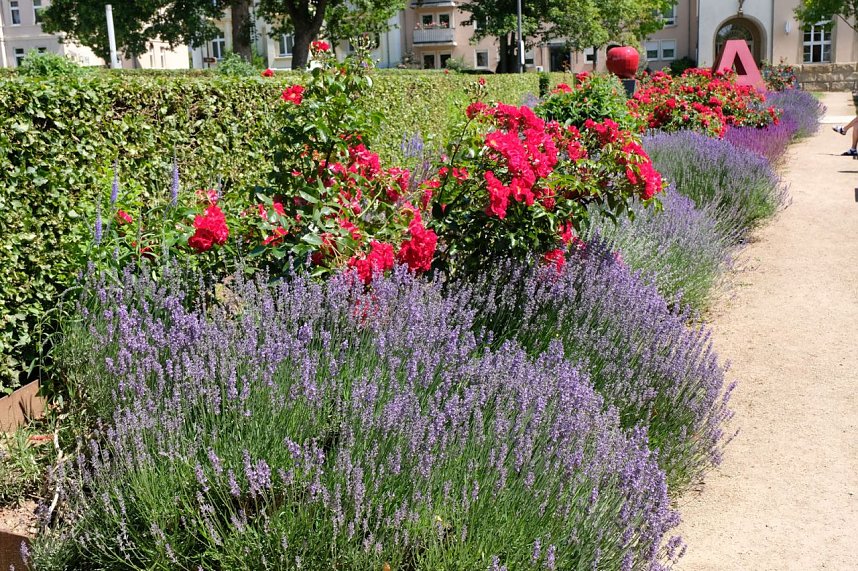 Farbenpracht und Schmetterlinge