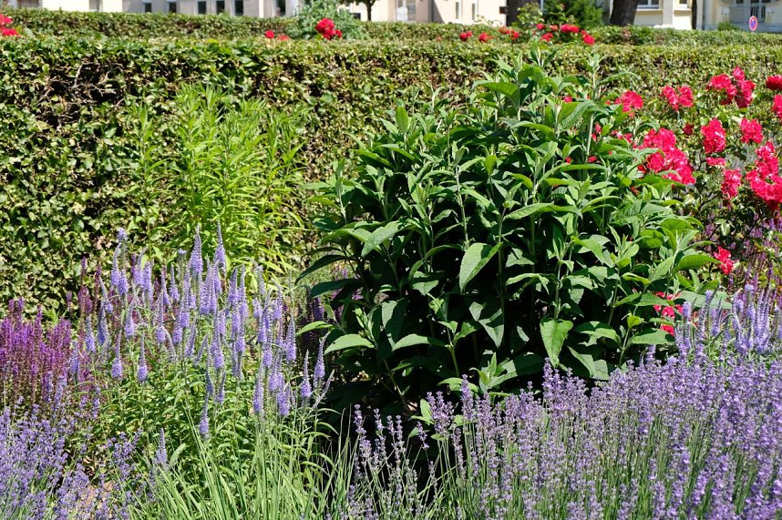 Farbenpracht und Schmetterlinge