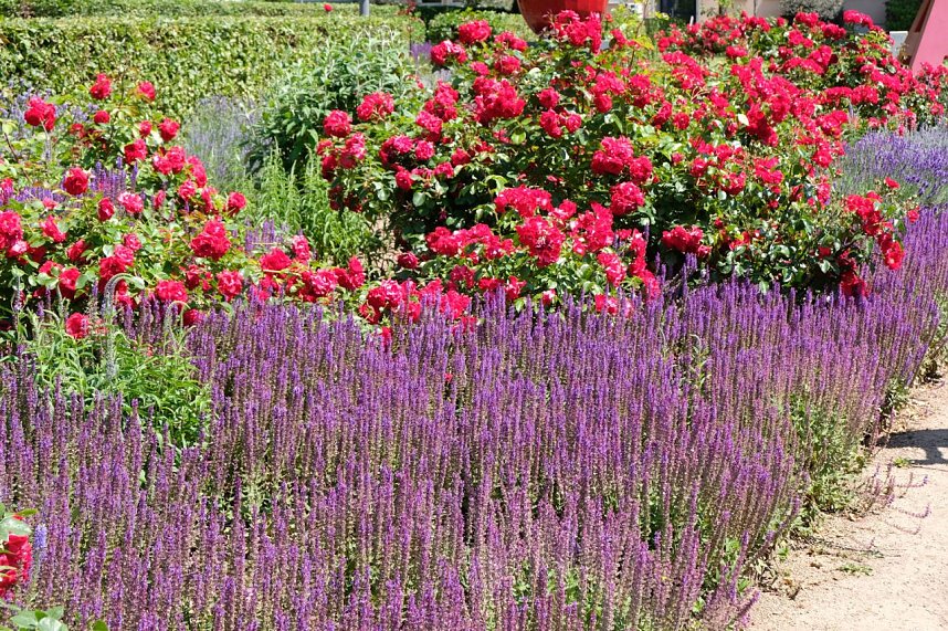 Farbenpracht und Schmetterlinge