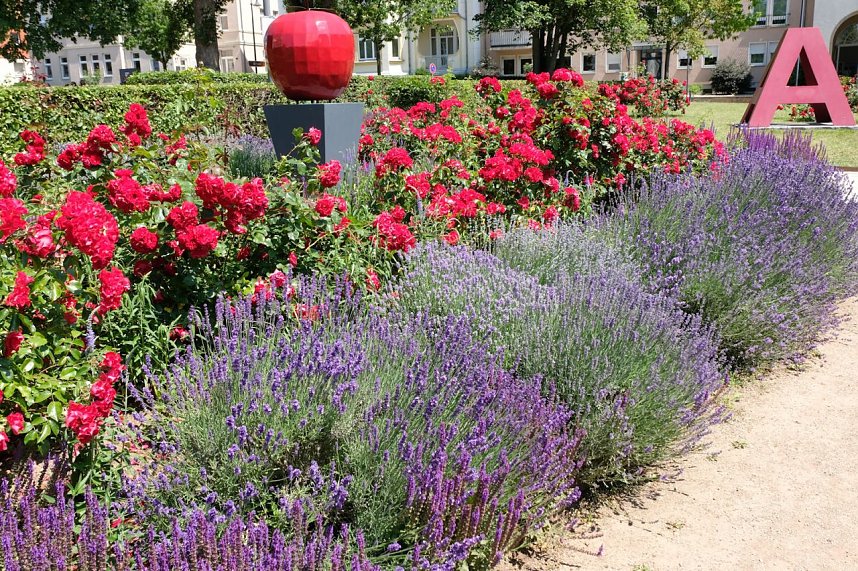 Farbenpracht und Schmetterlinge