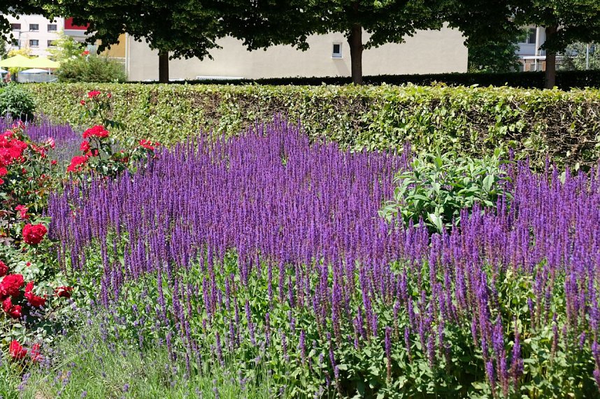 Farbenpracht und Schmetterlinge